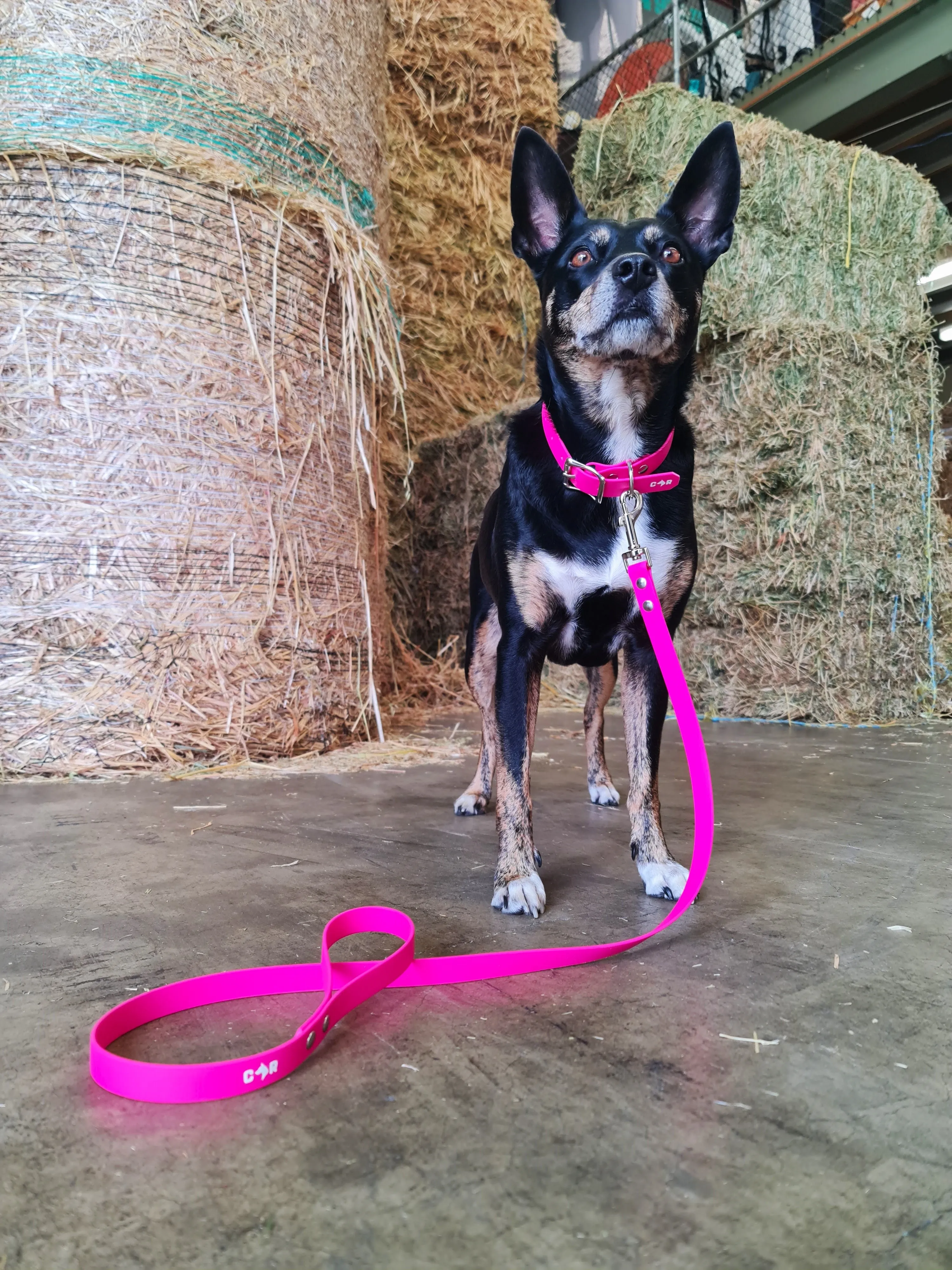 Dog Collar Standard
