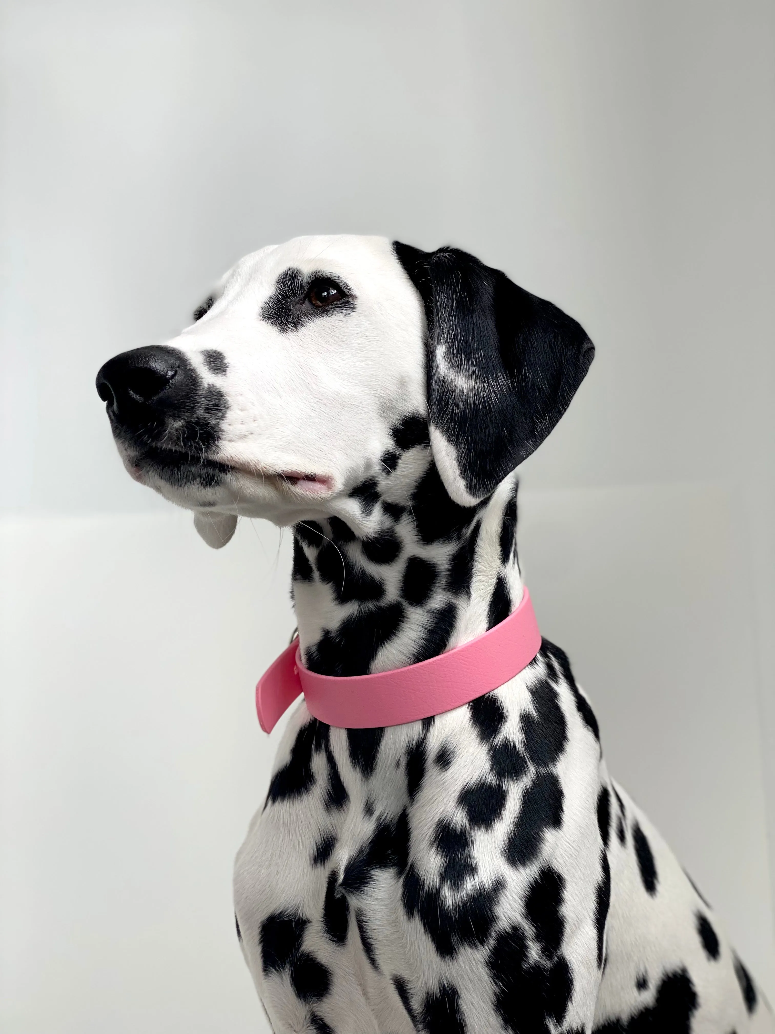 Walk By Good Boy - Biothane Collar - Bubblegum