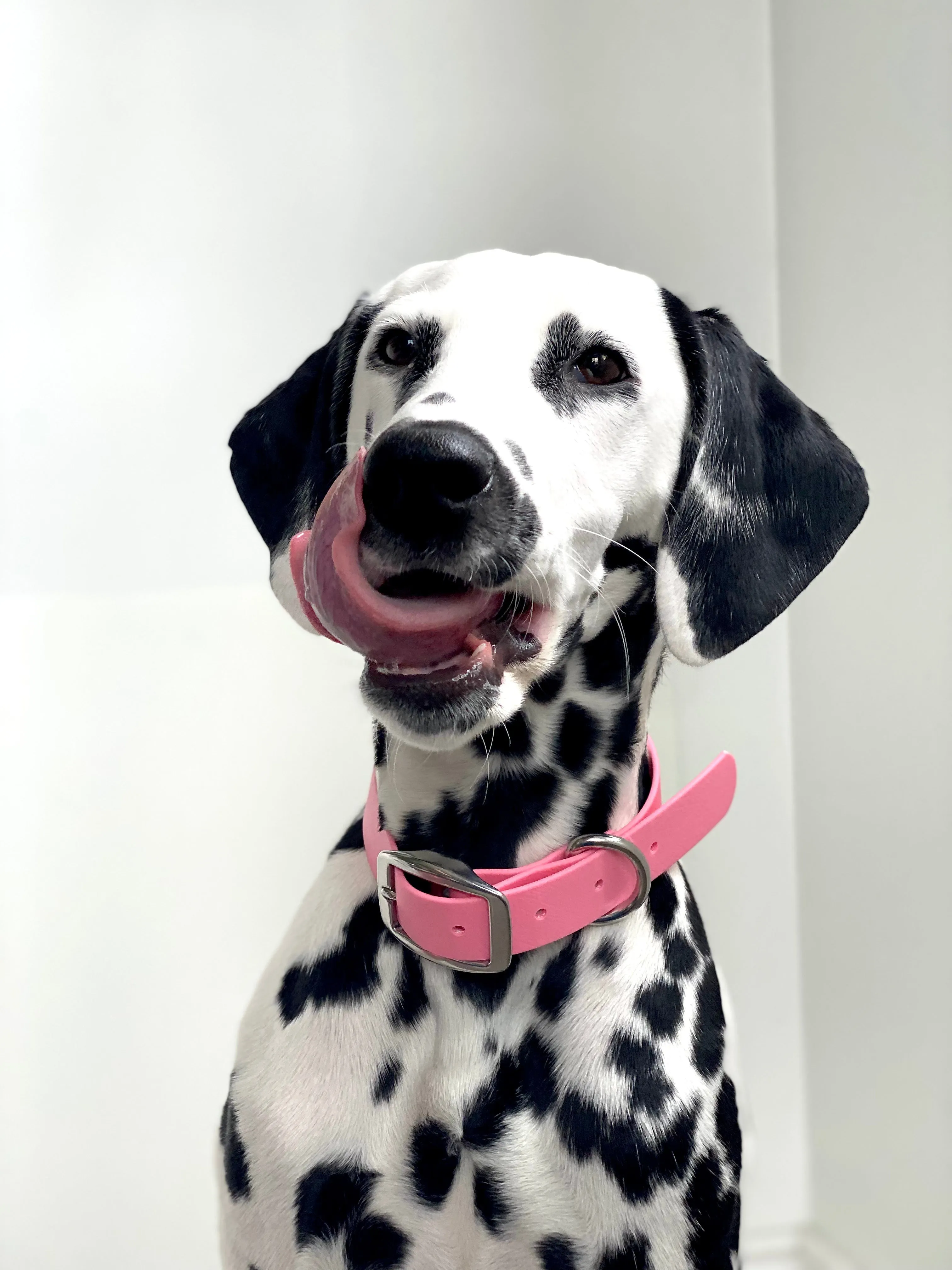 Walk By Good Boy - Biothane Collar - Bubblegum